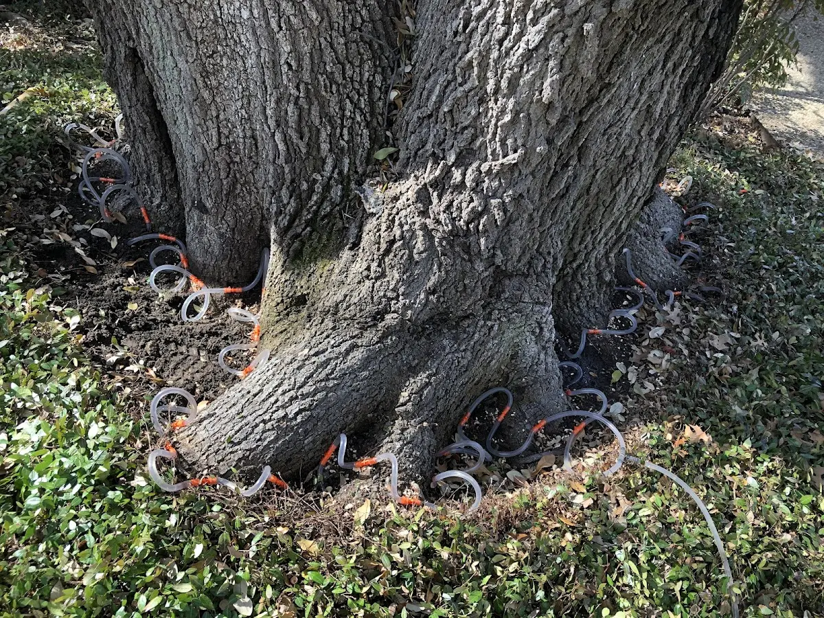 Detailed Tree Cabling and Bracing job site in Lac Du Flambeau