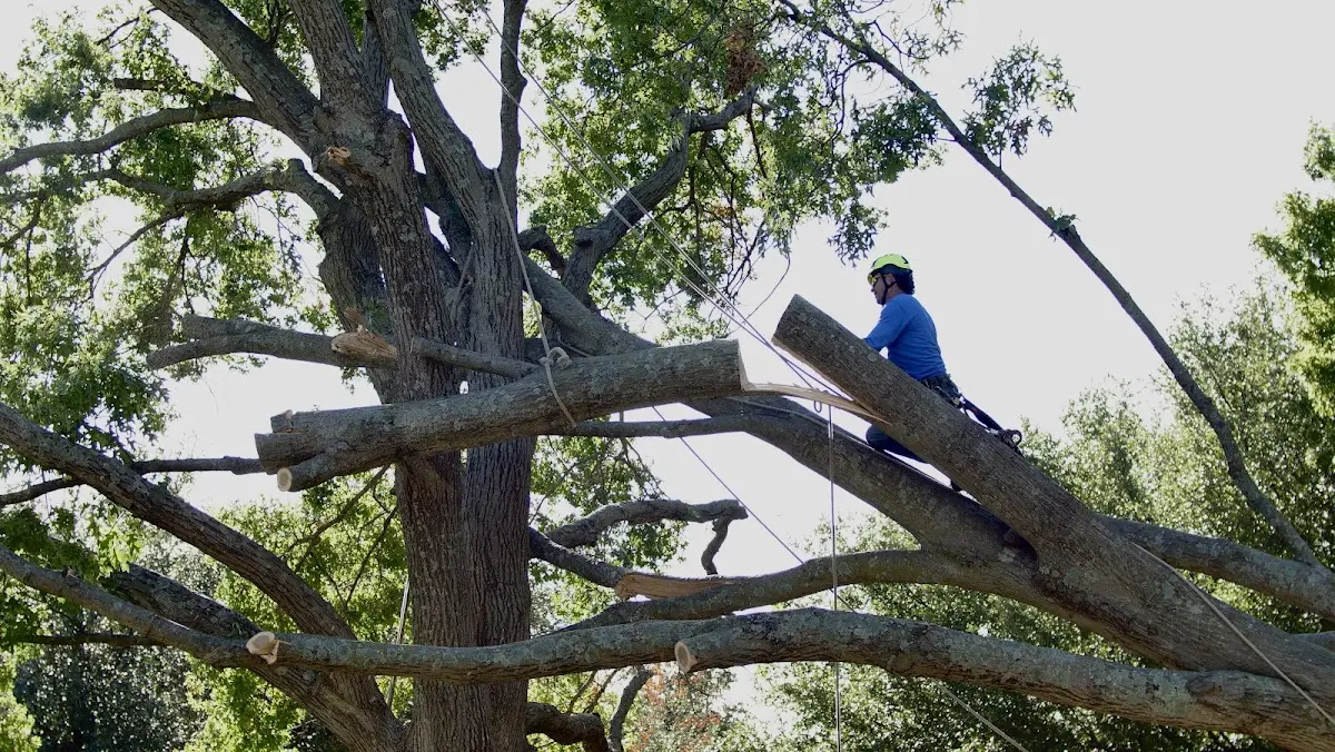 Professional Crown Thinning performed by certified arborists in Lac Du Flambeau