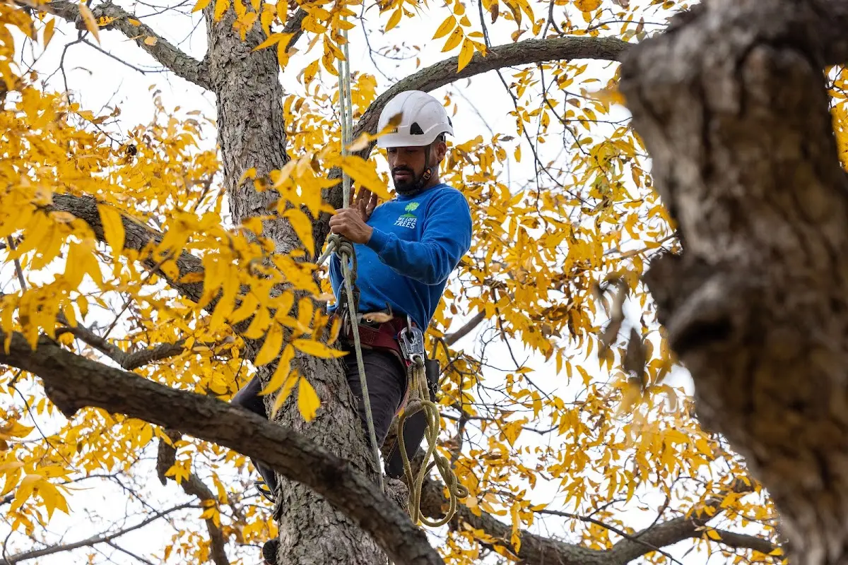 Skilled Tree Pruning crew working in Lac Du Flambeau